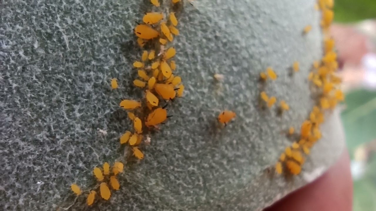 oleander aphid the tiny Bug the tiny creature | Native city creatures
