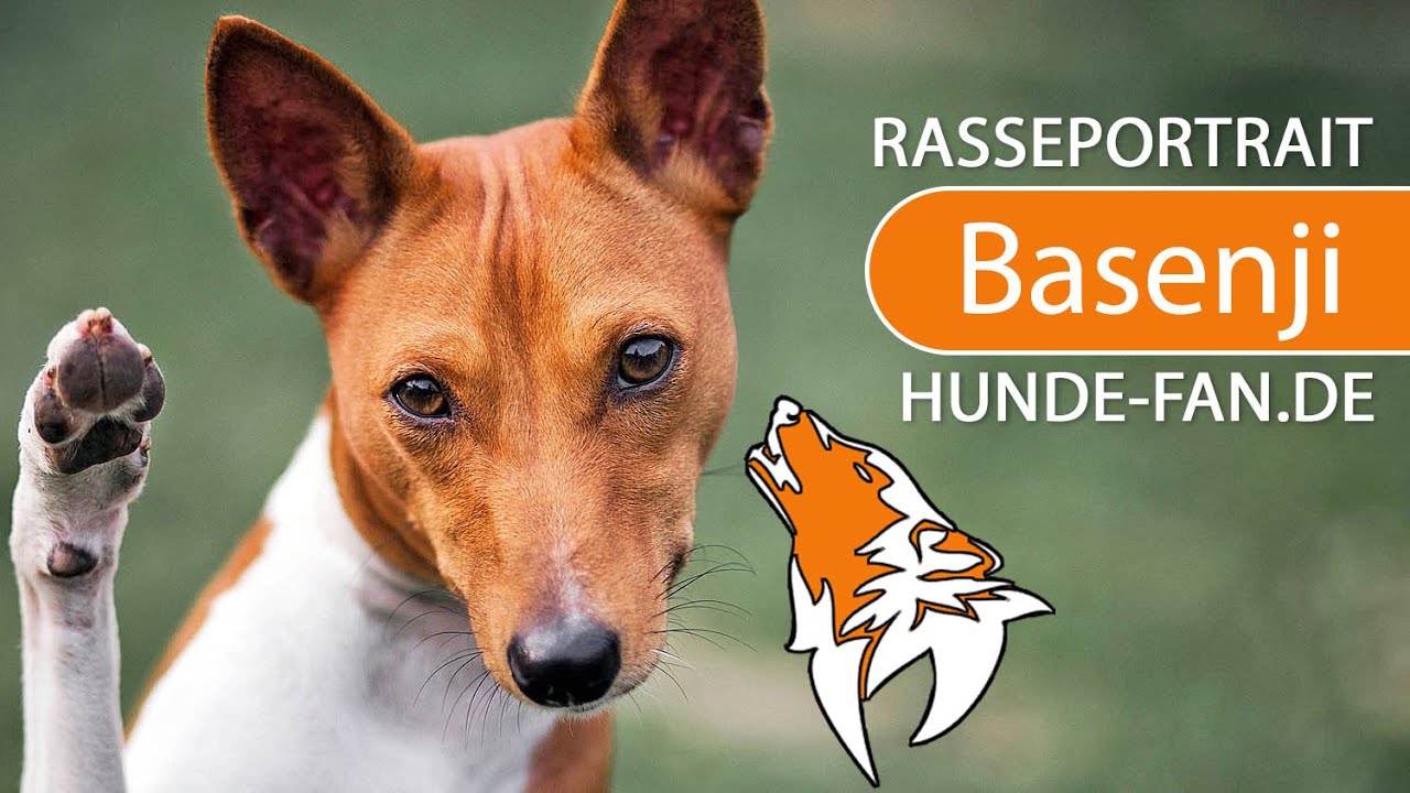 ► Basenji [2018] Rasse, Aussehen & Charakter