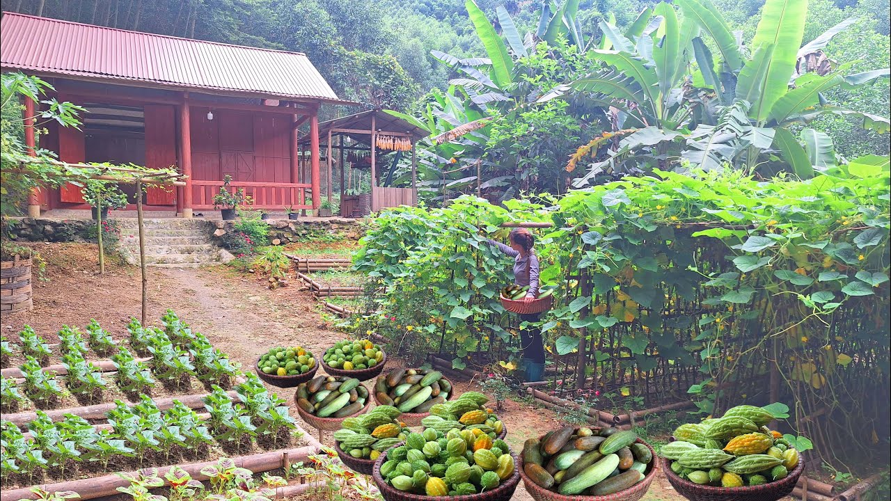 Горное садоводство: сбор дынь и кабачков для продажи на рынке / жизнь вне сети - строительство фермы