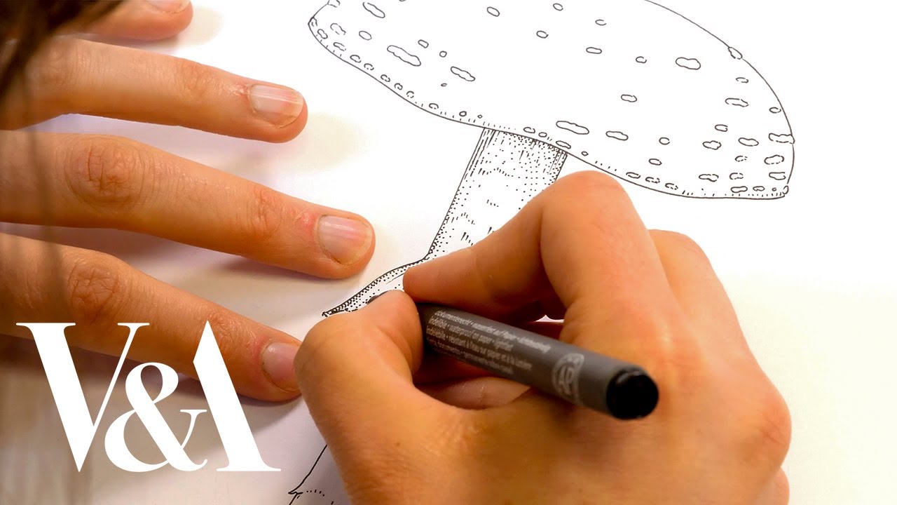 Illustrating a mushroom inspired by Beatrix Potter’s botanical drawings | V&A