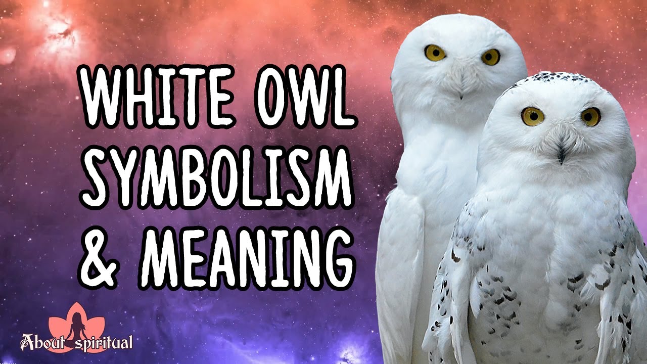 White Owl Symbolism And Meaning | White Owl Spirit Animal