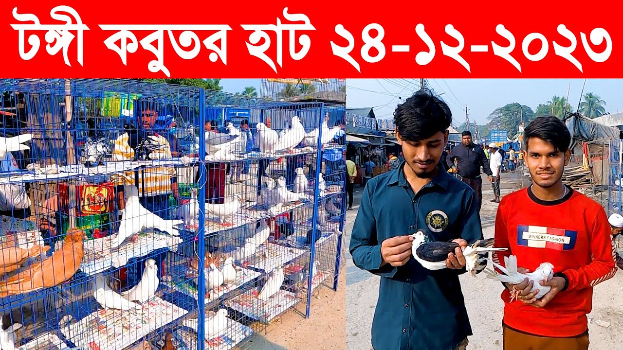 কবুতর হাট ২৪-১২-২০২৩ || Kobutor Hat 2023 || Pigeon Market In Bangladesh || Tongi Kobutor Hat