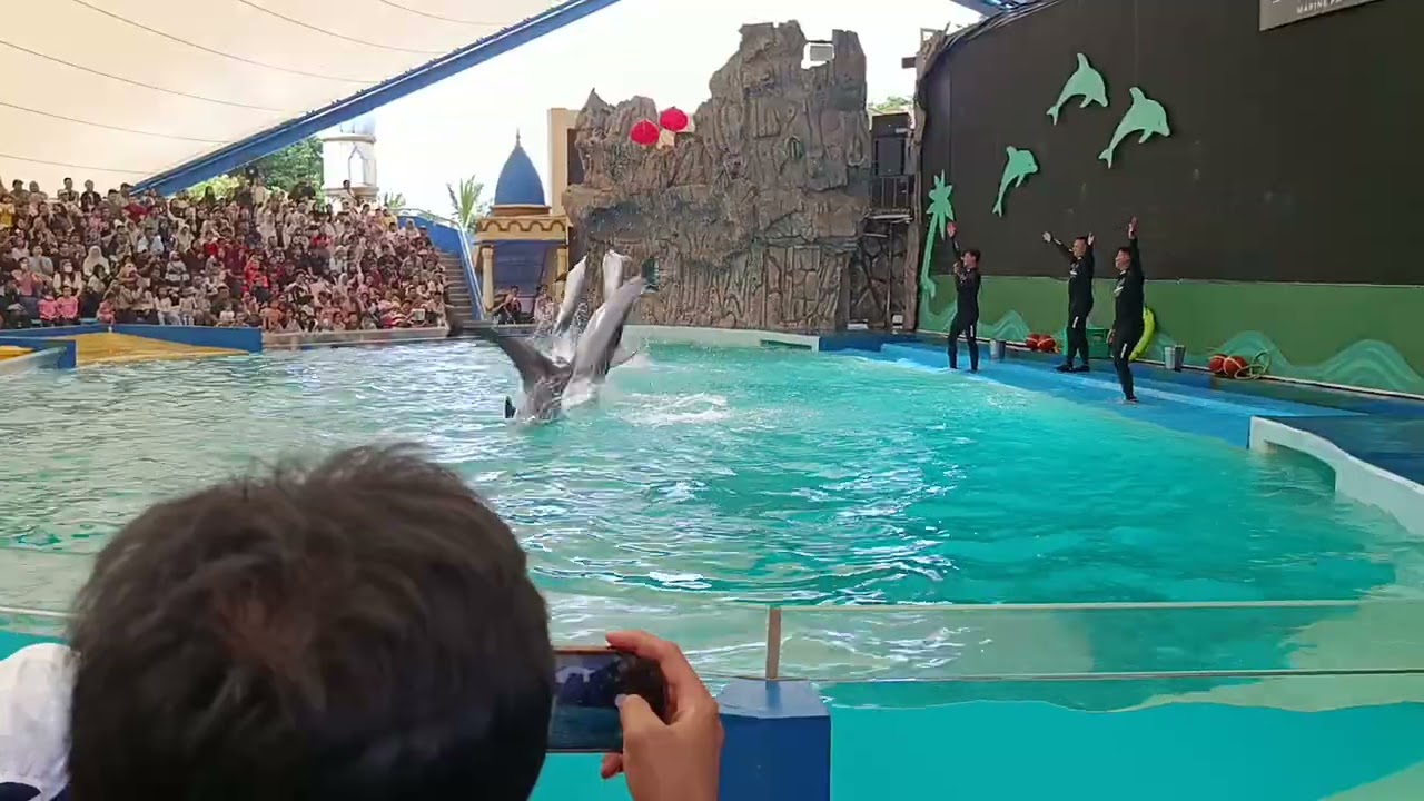 Lumba lumba menunjukkan kepintarannya 🐬🐬🐬 (Samudra 140226) 