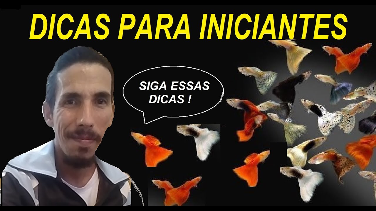 DICAS PARA INICIANTES NA CRIAÇÃO DE GUPPIES