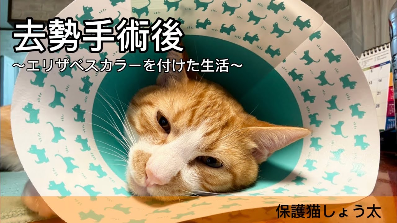 生後８ヶ月、去勢手術後のしょう太