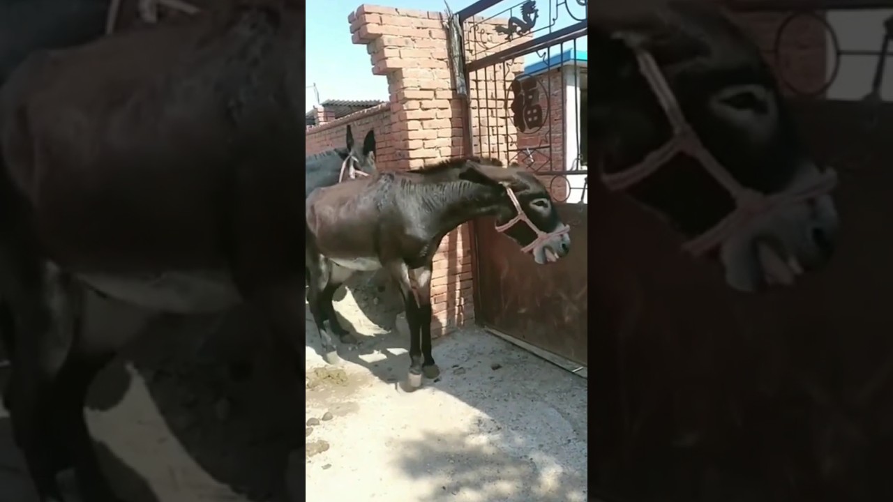 donkey first meeting 