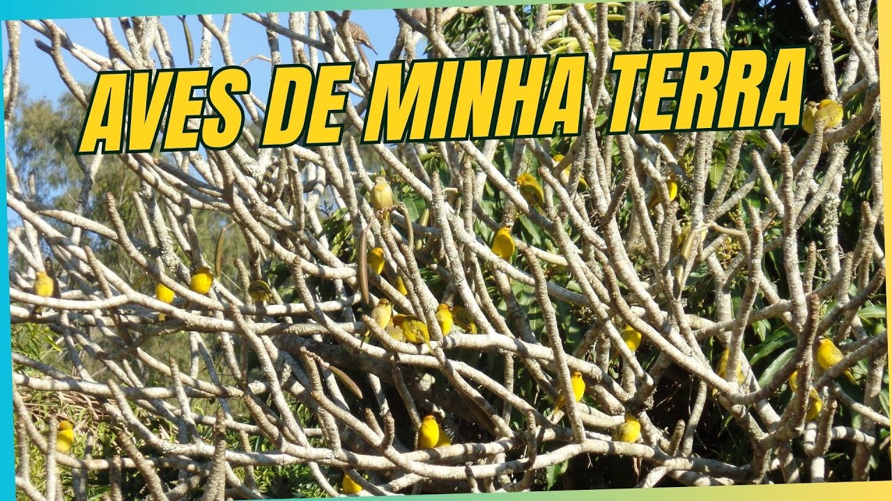 AVES DE MINHA TERRA #birdphotos #fotonatureza