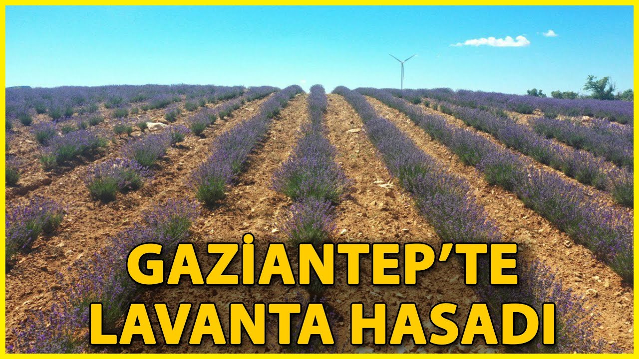 Gaziantep'te Lavanta Hasadı Başladı
