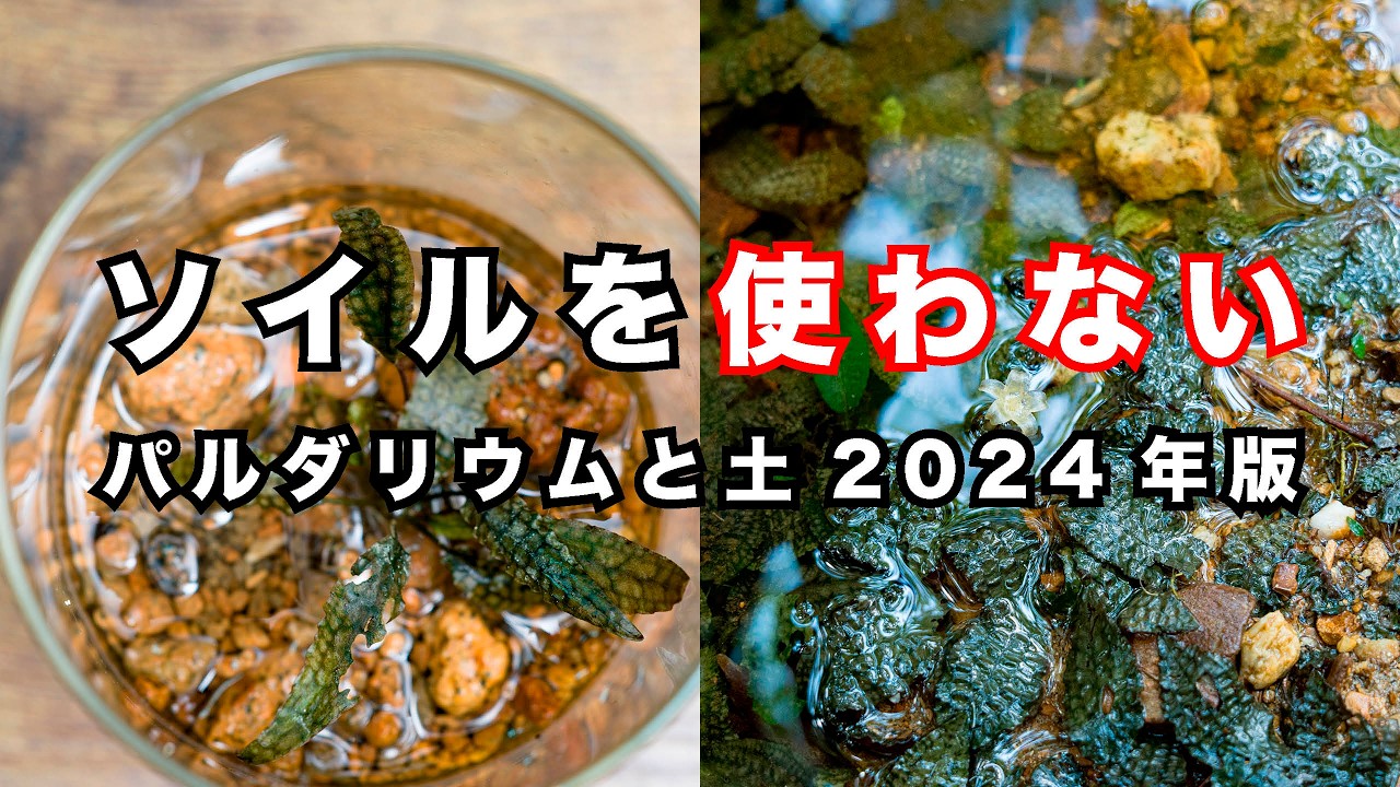 自生地から考えるパルダリウムと土。いわゆる「ソイル」を使わない【５年前に見たかったパルダリウム入門➉】