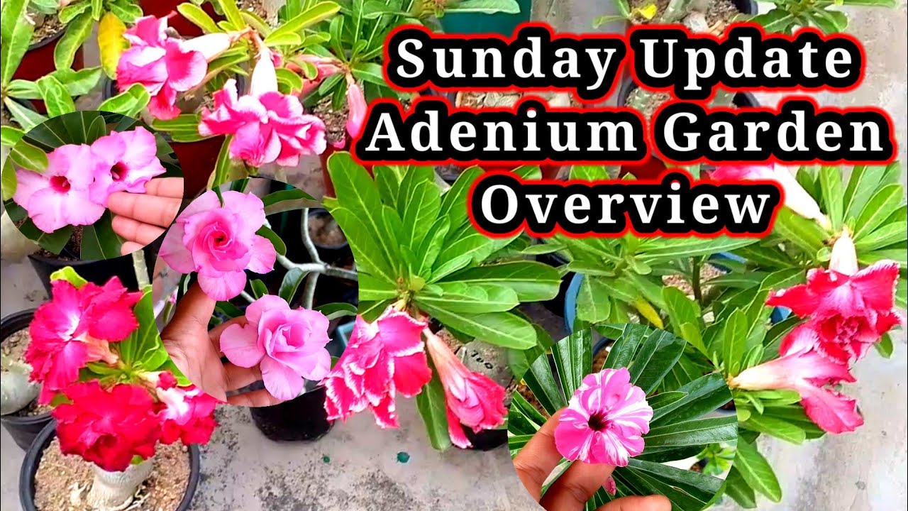 Sunday Update Adenium Garden Overview. @adaniumgrowers6108 