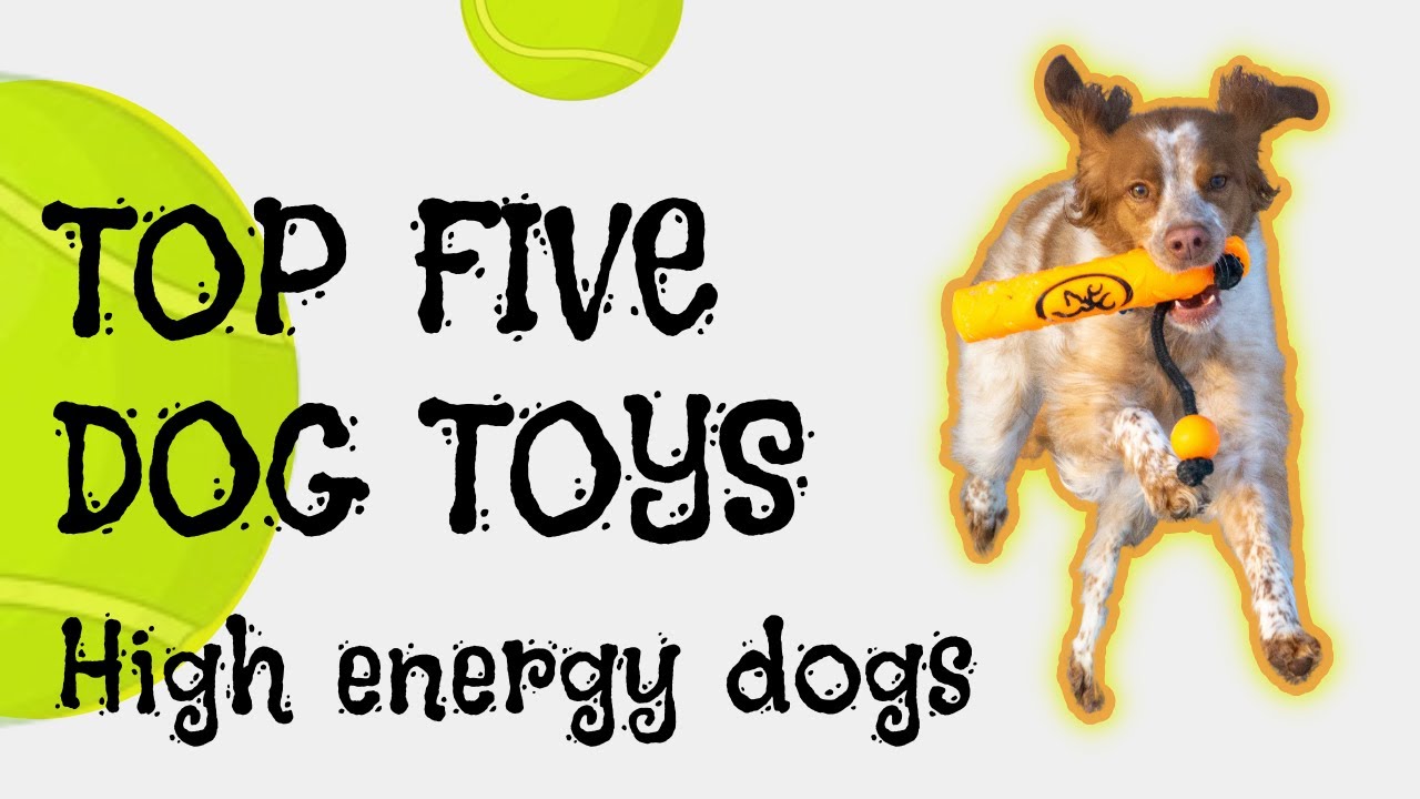 Top Five Dog Toys (High Energy Dogs)