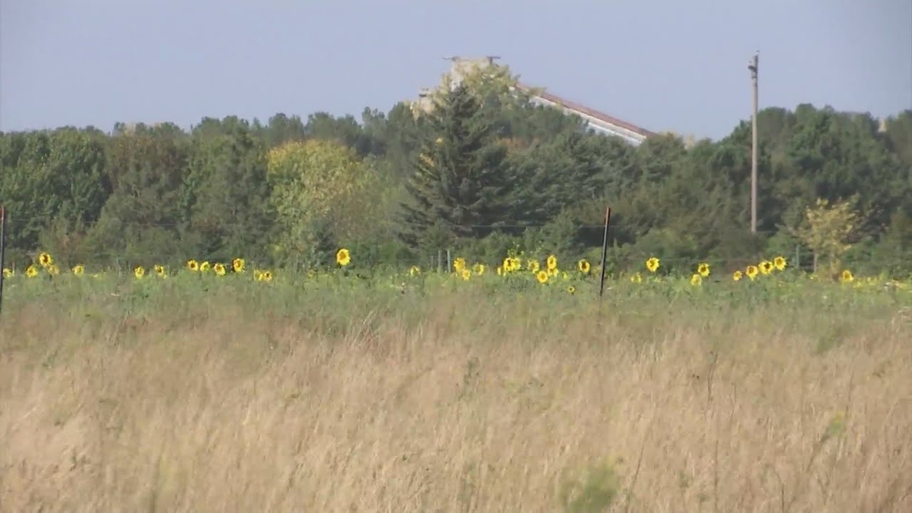 Sunflower silage a viable option for livestock producers