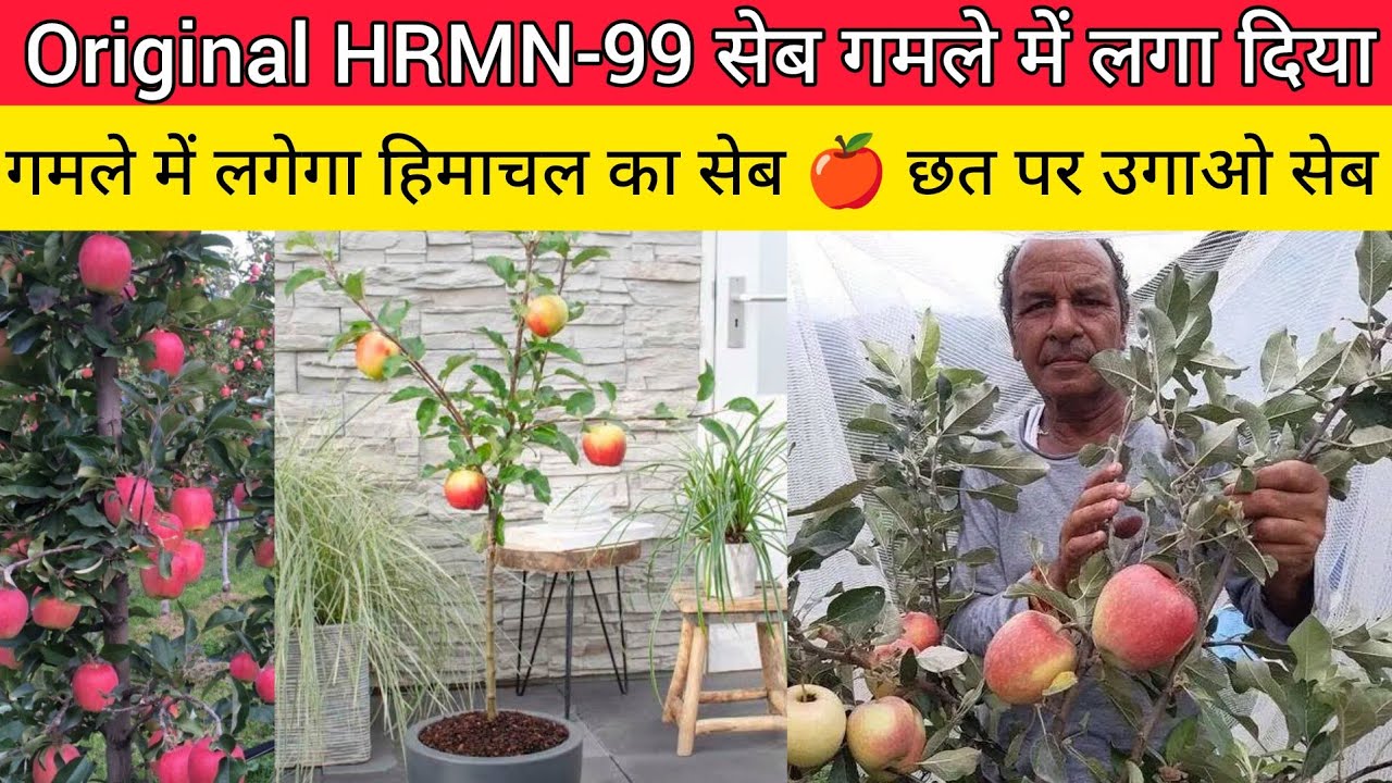 सेब के पौधे को गमले में लगाना सीखें 🍏🍎 | HRMN-99 सेब का पौधा | HRMN-99 Hot Climate Apple Variety