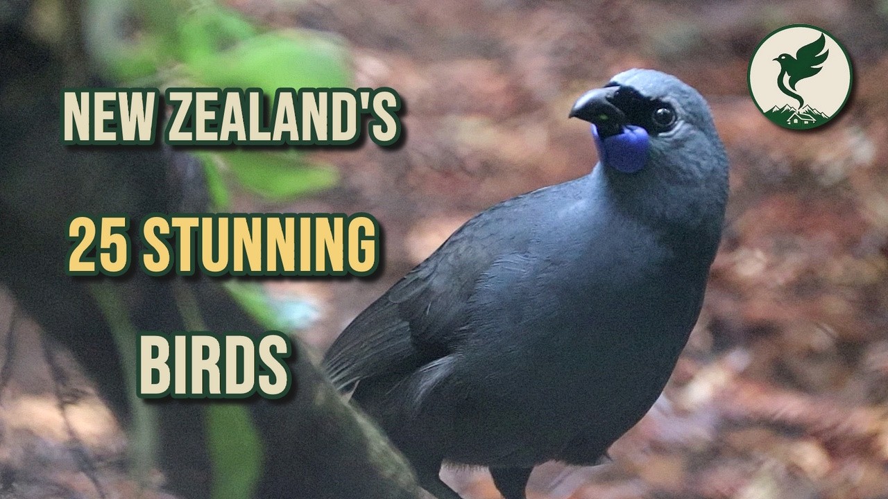 Top 25 Birds You Must See in New Zealand