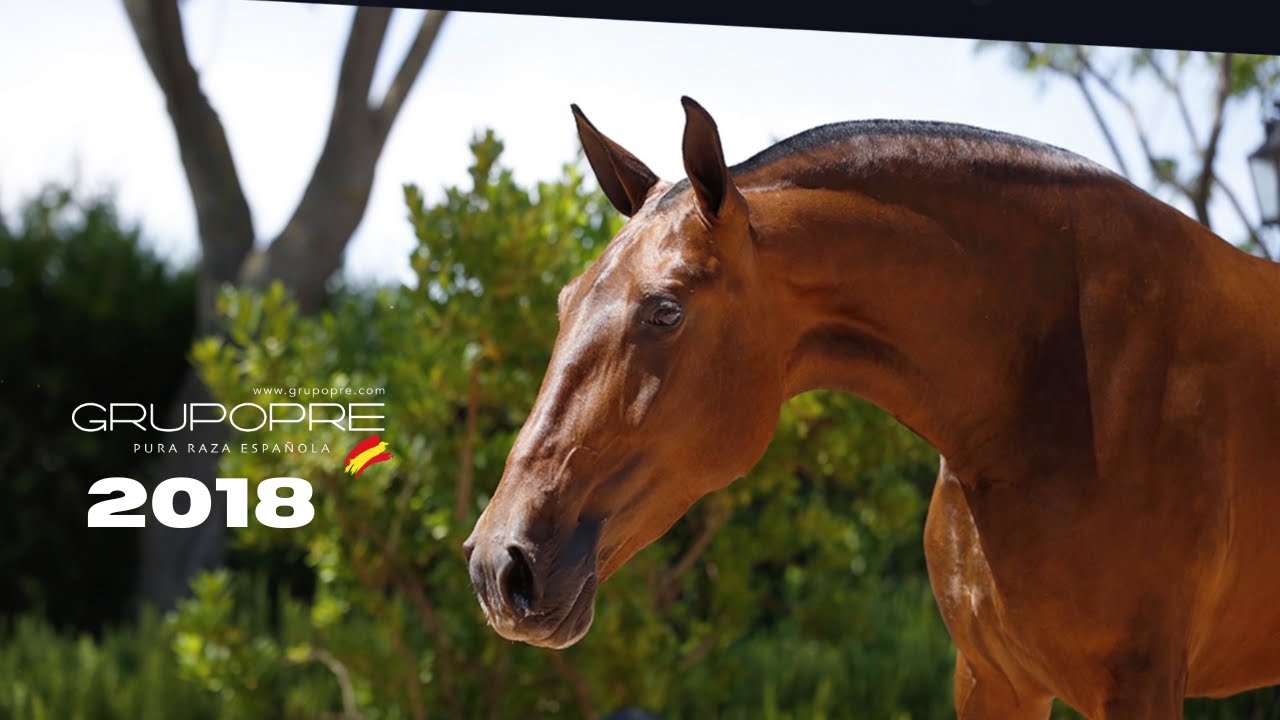 MEJORES MOMENTOS CABALLOS PURA RAZA ESPA&Ntilde;OLA GRUPOPRE 2018