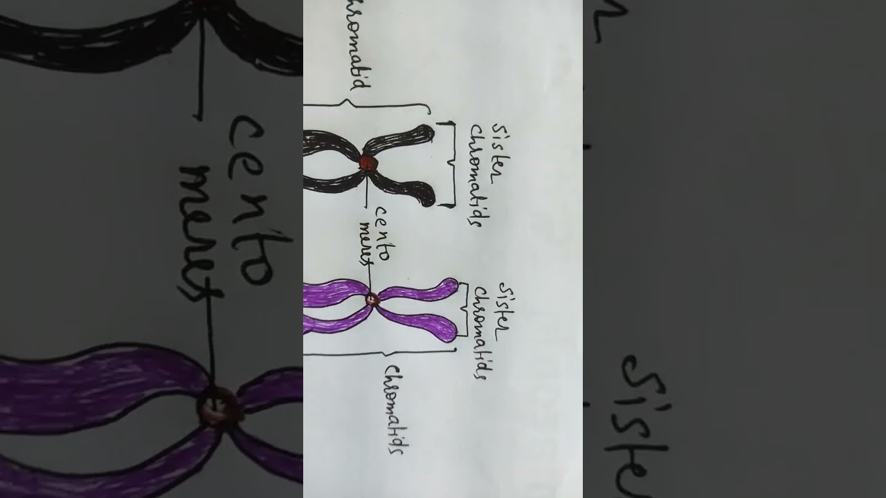 Sister & Non-sister chromatids #biology