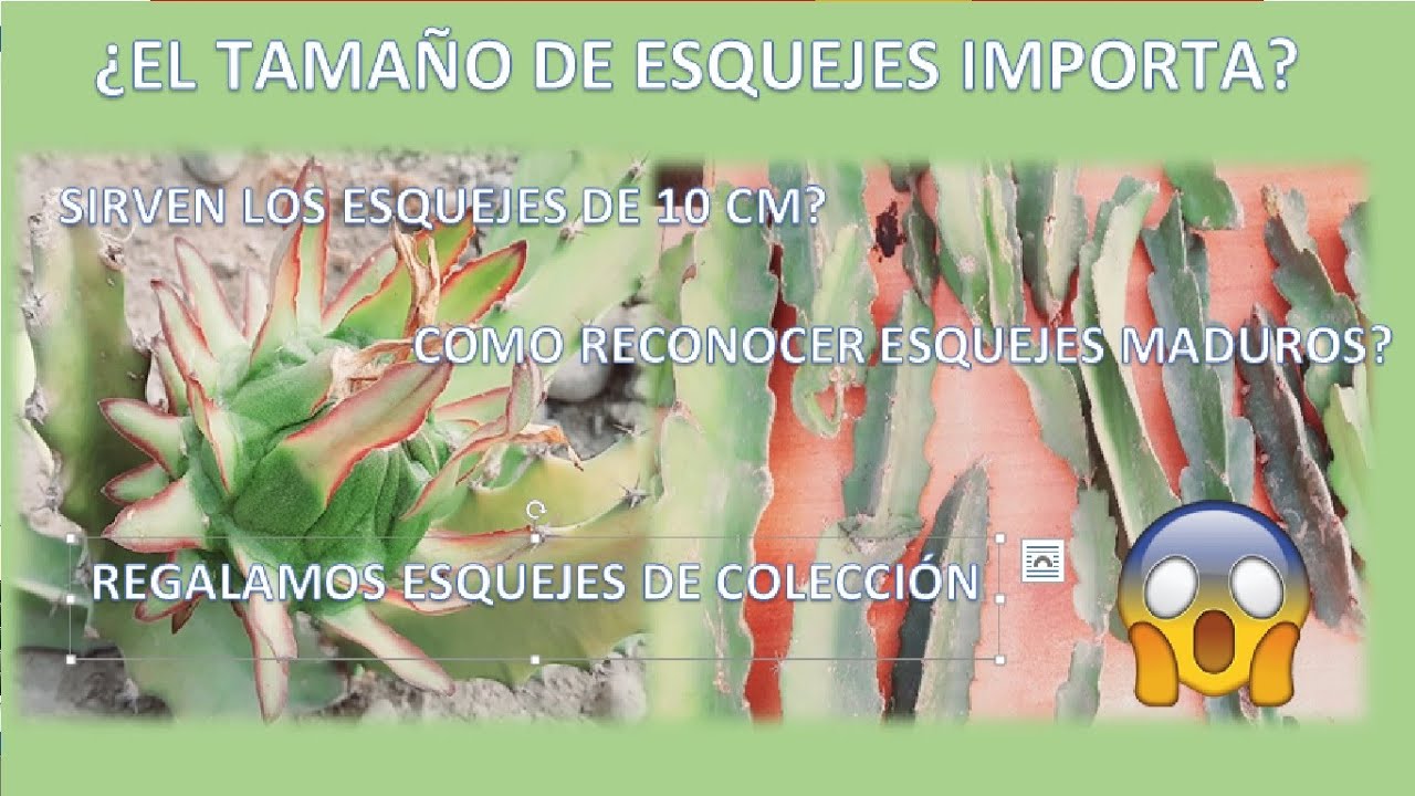 Que Tipo de Esquejes de Pitahaya debo comprar ? - Propagación Correcta de Esquejes de Pitahaya.