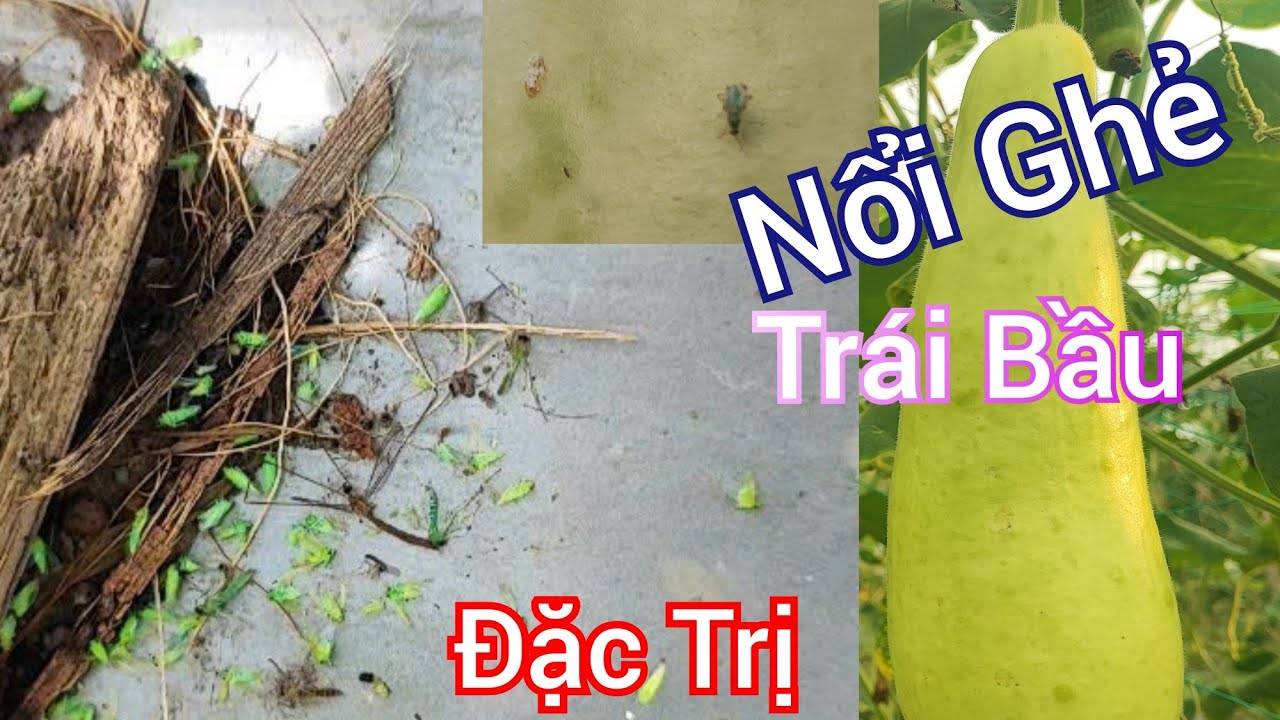 Đặc trị rầy xanh trên cây bầu - Bí quyết diệt rầy xanh hiệu quả