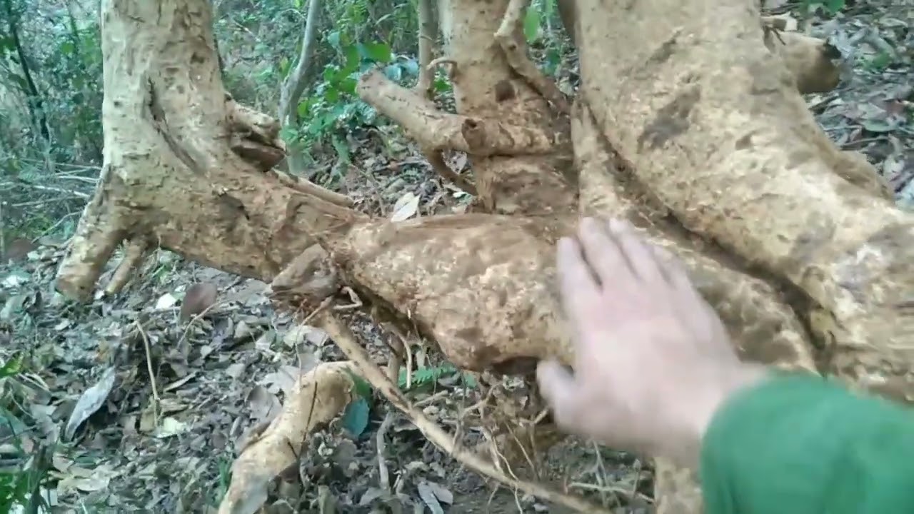Đi rừng khai thác Hoàng Anh mộc một loại cây cảnh được rất nhiều người ưa chuộng và chơi phổ biến