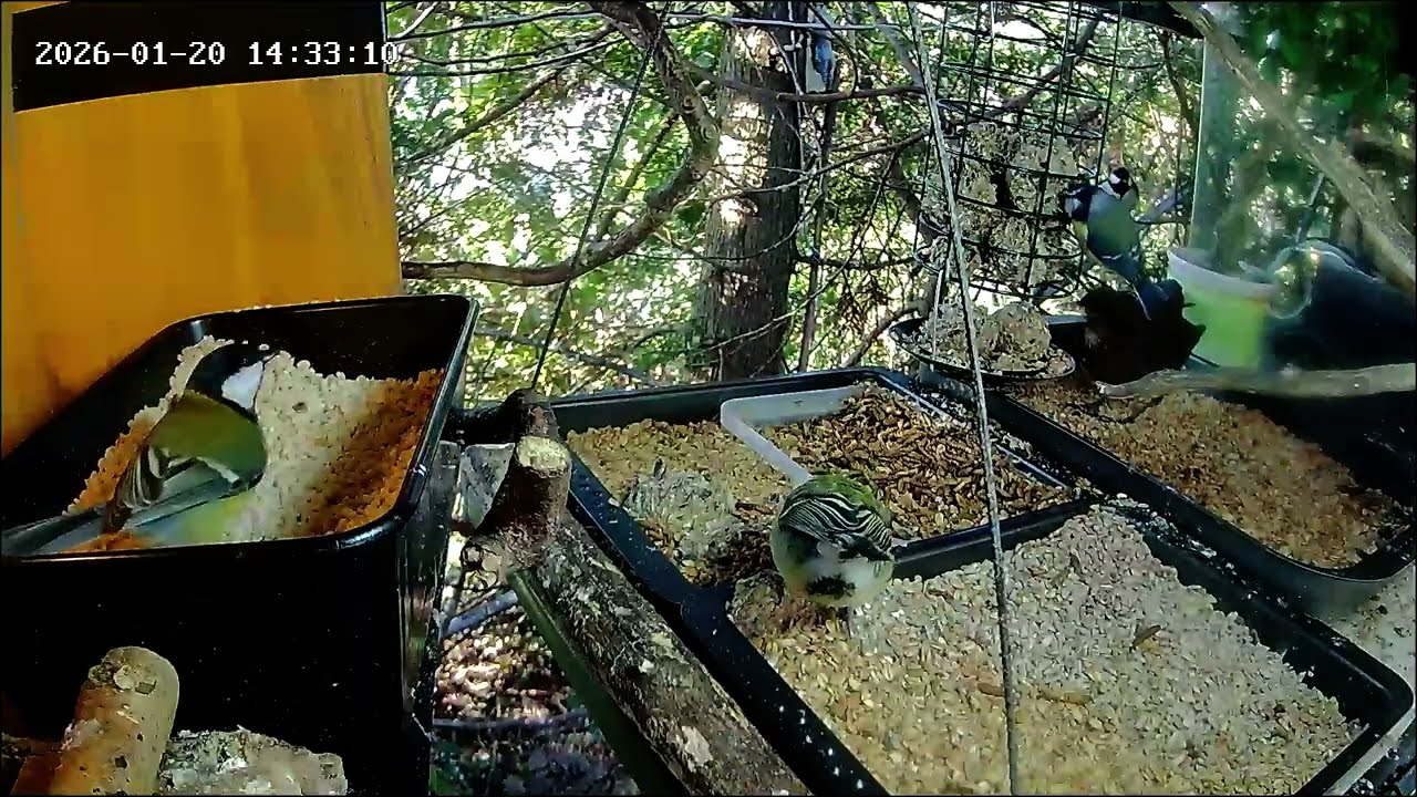 Früher Nachmittag an der Nuss-Tanke, mit Pausen viel los, Teil 2 (20.01.2026)