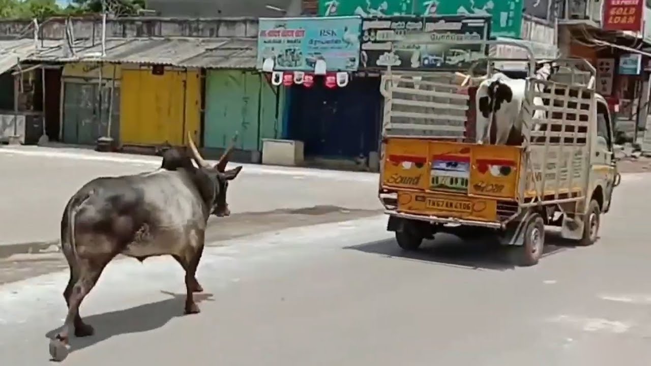 Bull Chases Truck to Save the Cow He Loves
