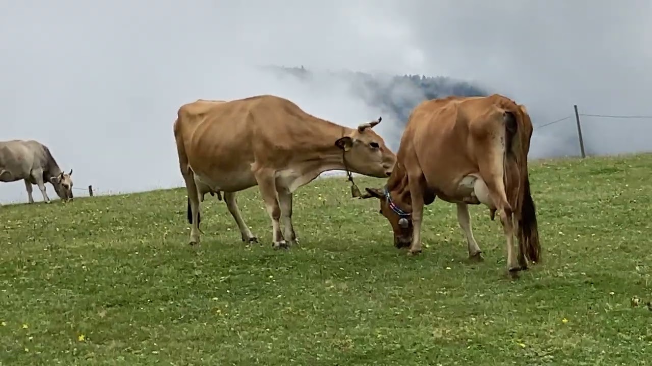 ÇAMLİHEMŞİN GITO YAYLASI #yayla #manzara #sis #@kackardagevi6455  #yayla#inek #gito #çamlıhemşin 🏕️🐄