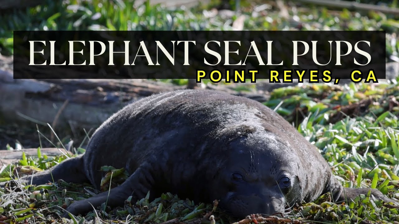 Adorable Newborn Baby Northern Elephant Seal Pups!  #wildlife #california #seal