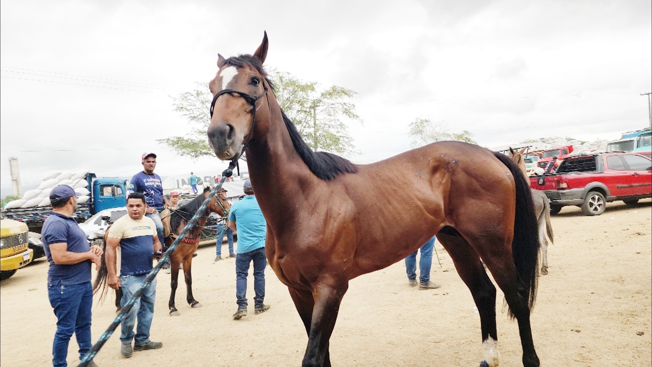 FEIRA DE CAVALOS EM CARUARU-PE 23-12-2025 #nordeste