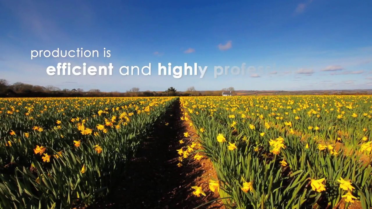 Video Production for Small Business // Rowe Farming Daffodils