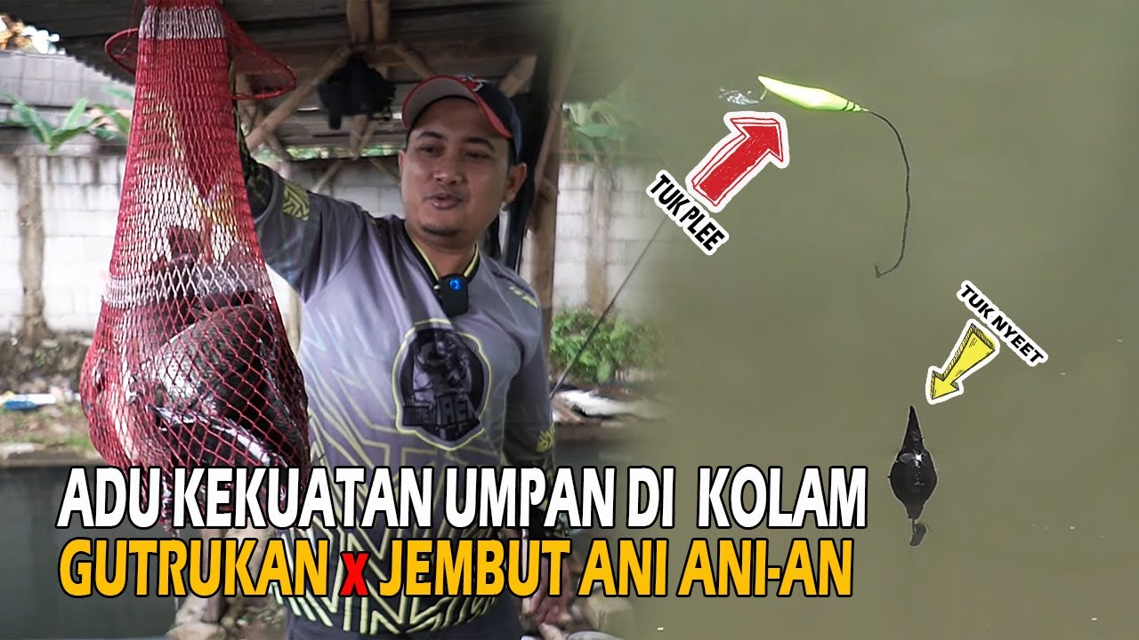 NGABUBURIT SAMBIL ADU KEKUATAN UMPAN❗❗ LAWANNYA PAKE JEMBUT ANI ANI-an 🤣🤣🤣