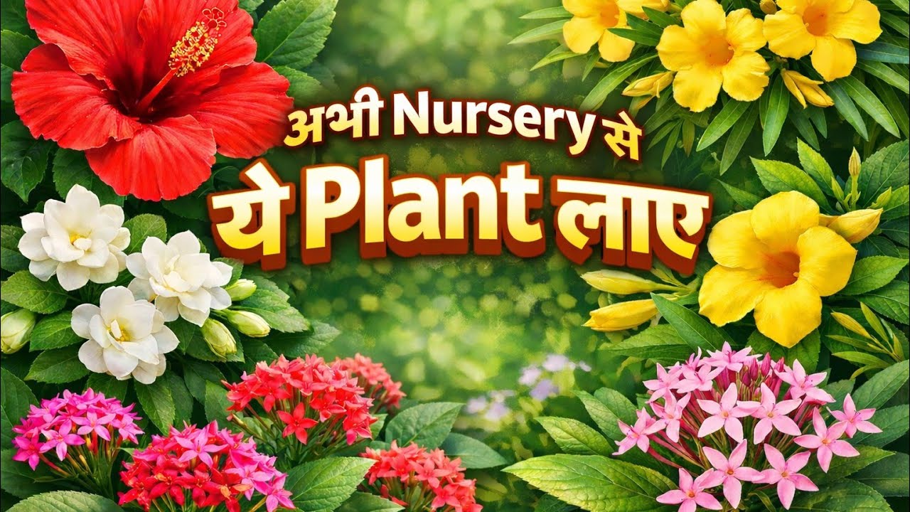 नर्सरी से लाएं मार्च के महीने में इन खूबसूरत परमानेंट पौधों को अपने गार्डन में 