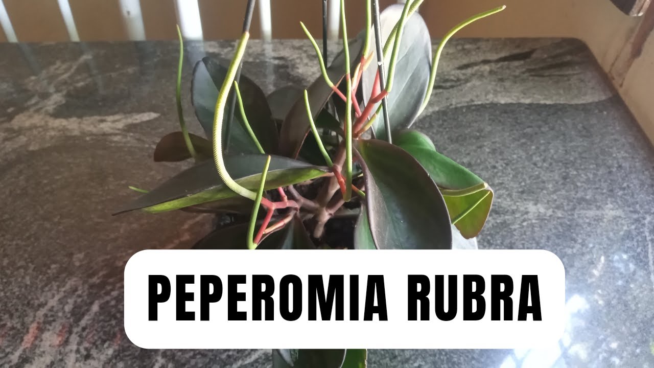 PEPEROMIA RUBRA! Como Fazer mudas?