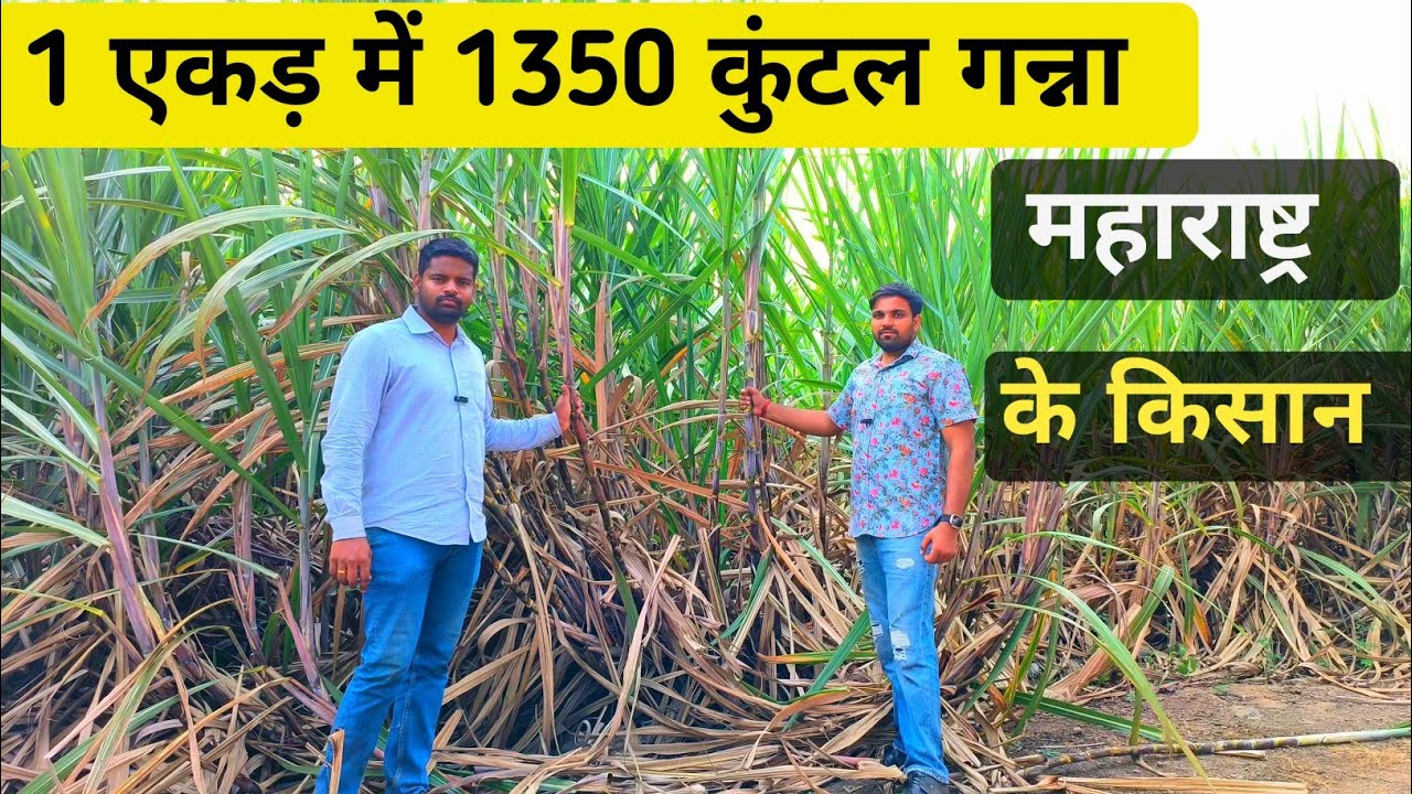 1 एकड़ में 1350 कुंटल लें रहें गन्ना महाराष्ट्र किसान #ganna #sugercane