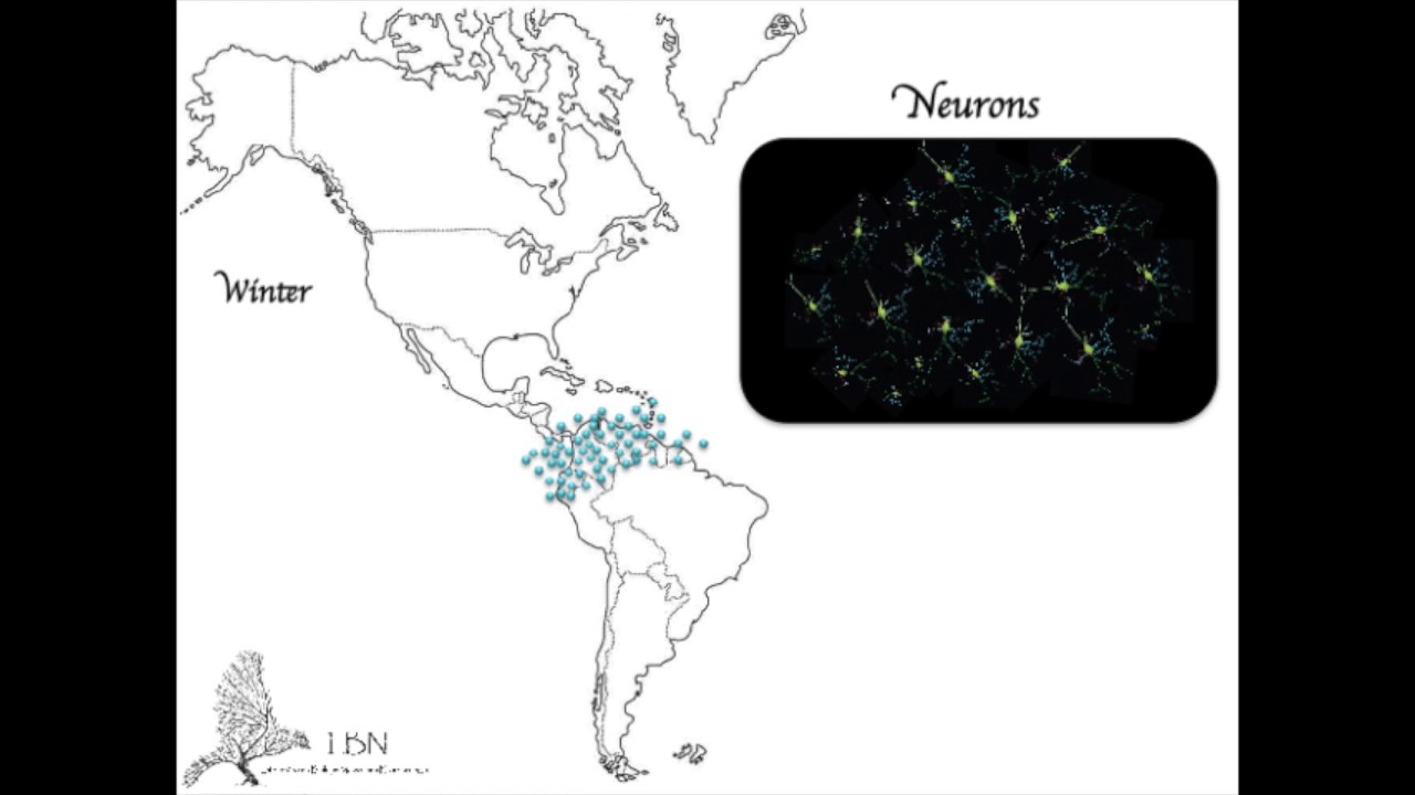 Migração e Neurogênese