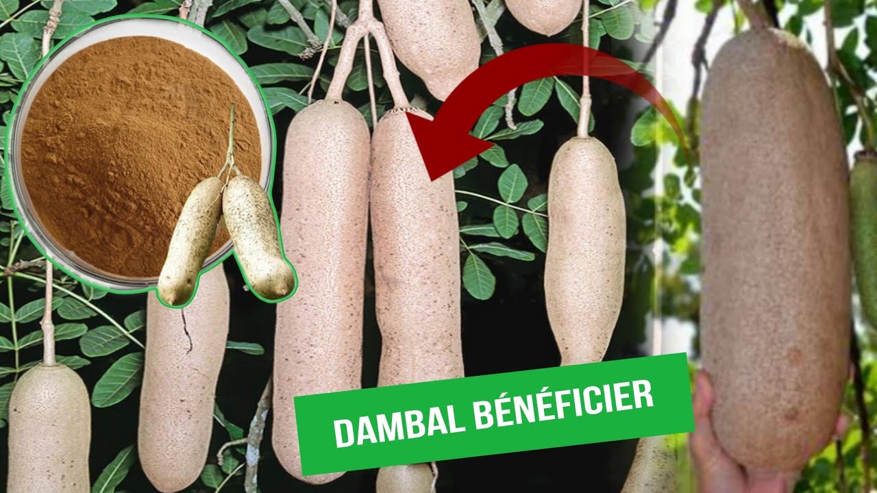 Garabu Dambal🤔 ak l&eacute;ne ci ay Ndiarigne yu &acirc;me solo bum la Raw