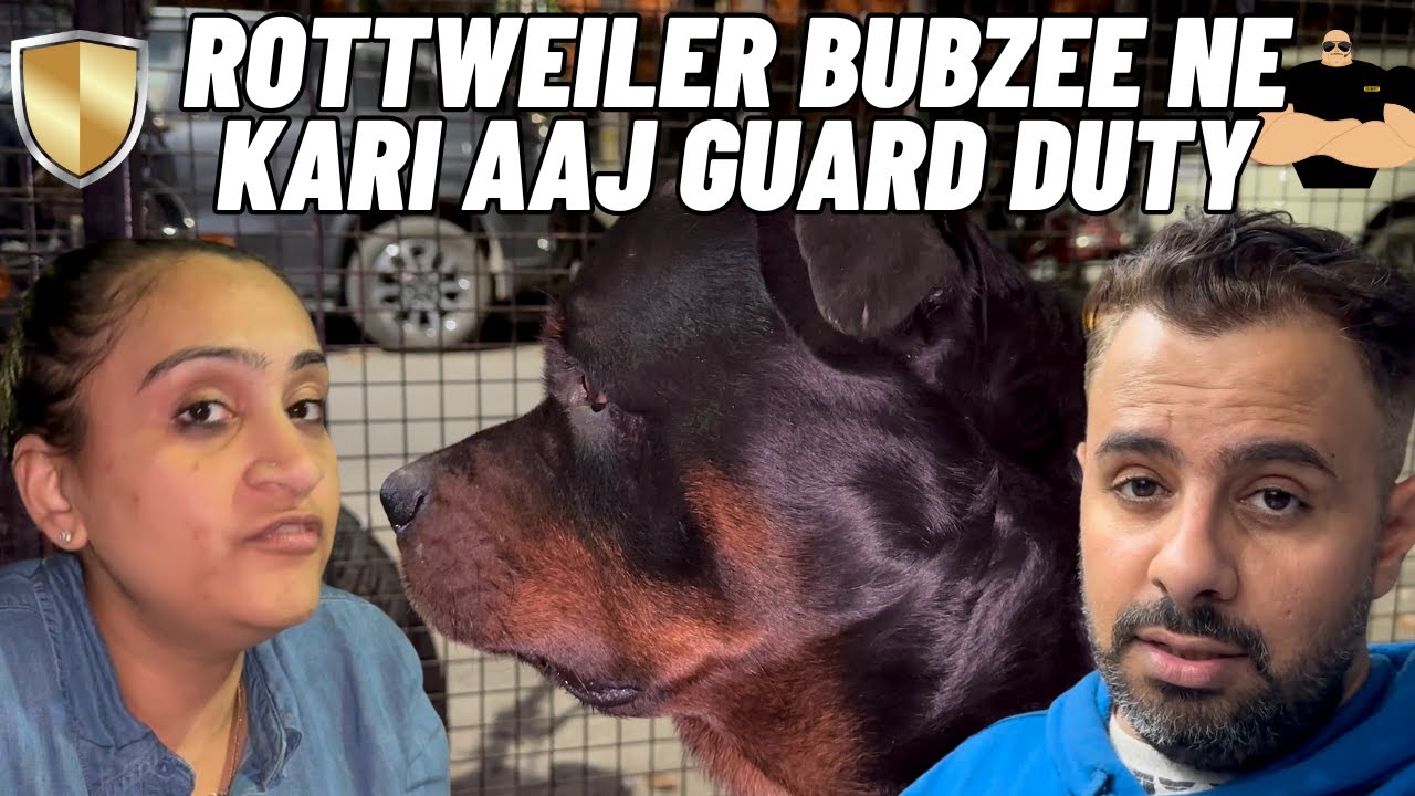 Rottweiler Bubzee Hain Ek Perfect Guard Dog. Guard Duty Kari Bahut Achi.