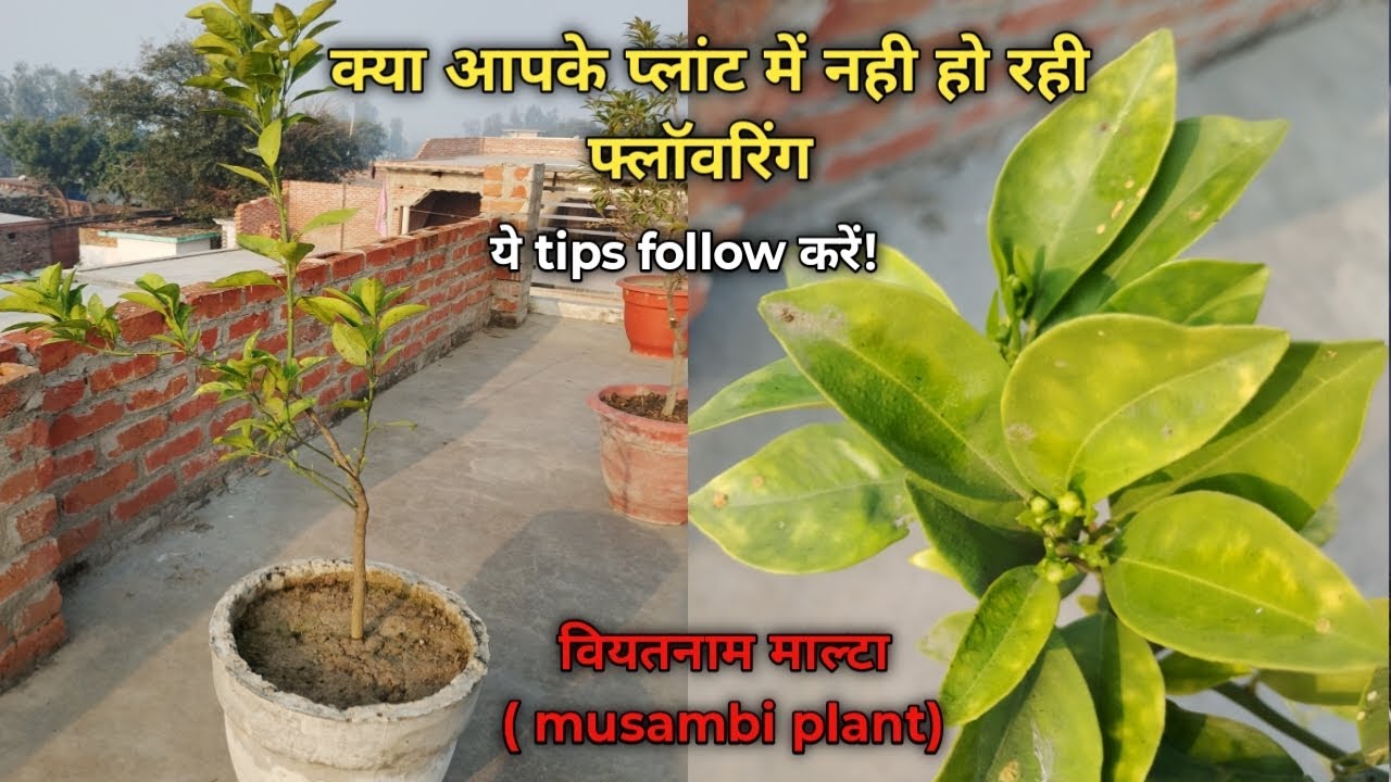 फरवरी में भी citrus प्लांट में फ्लॉवरिंग नही हो रही तो ये tips follow करें | citrus plant care | 