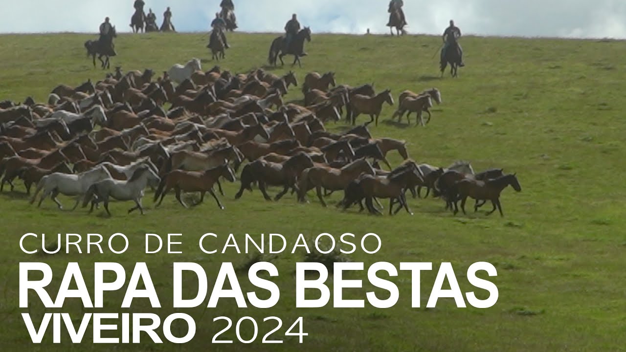 RAPA DAS BESTAS - Curro de Candaoso - Viveiro 2024