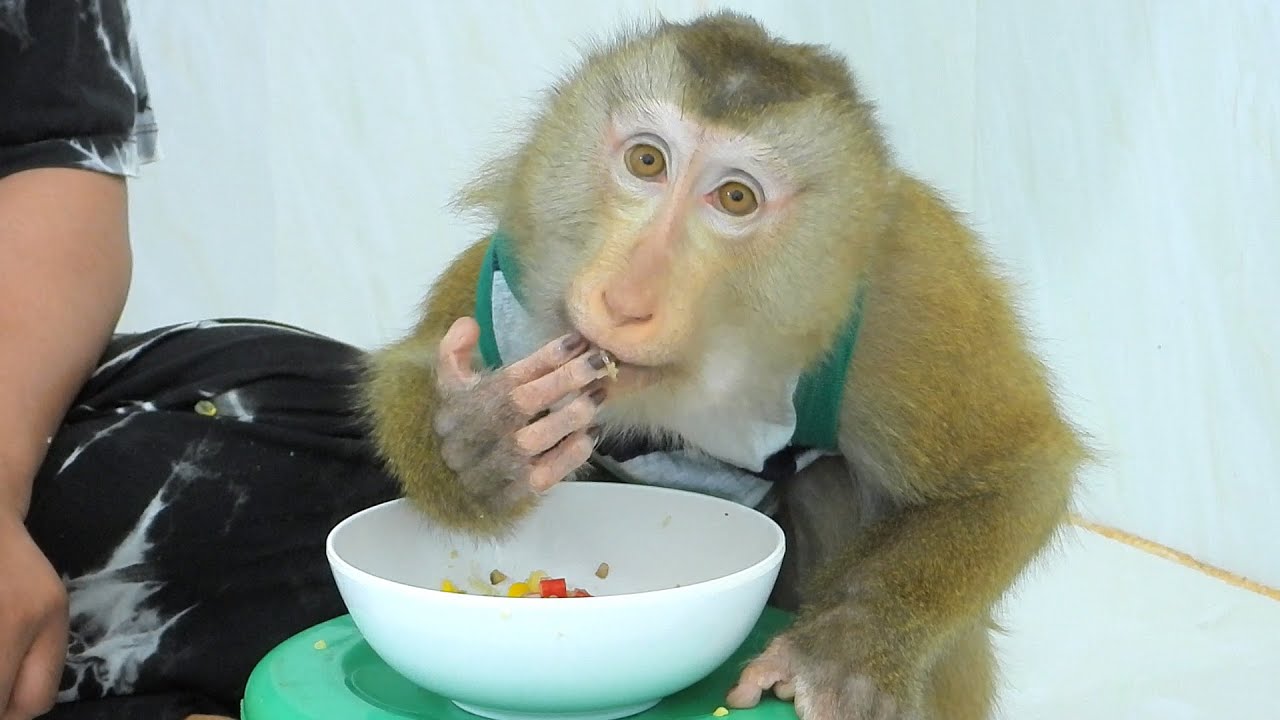 Little Kako Eating Stir Fried Vegetables Very Delicious