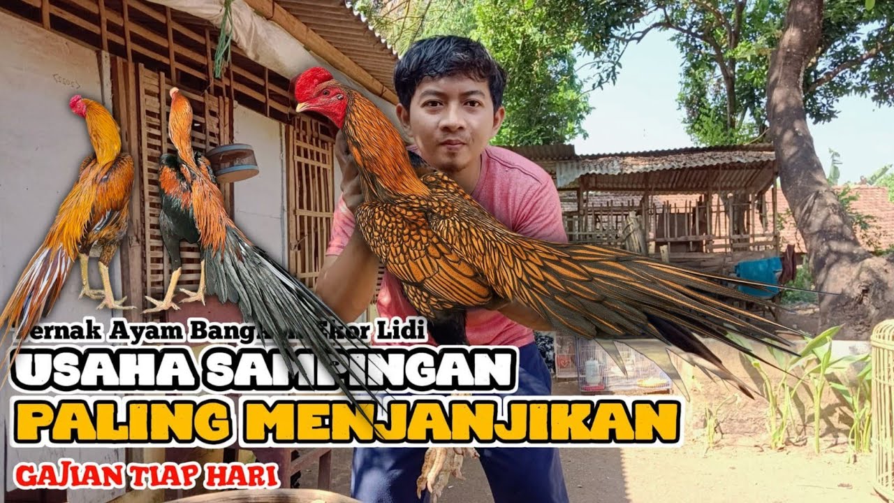 Pakai Sistem Ini Untuk Beternak Ayam Ekor Lidi Auto Untung