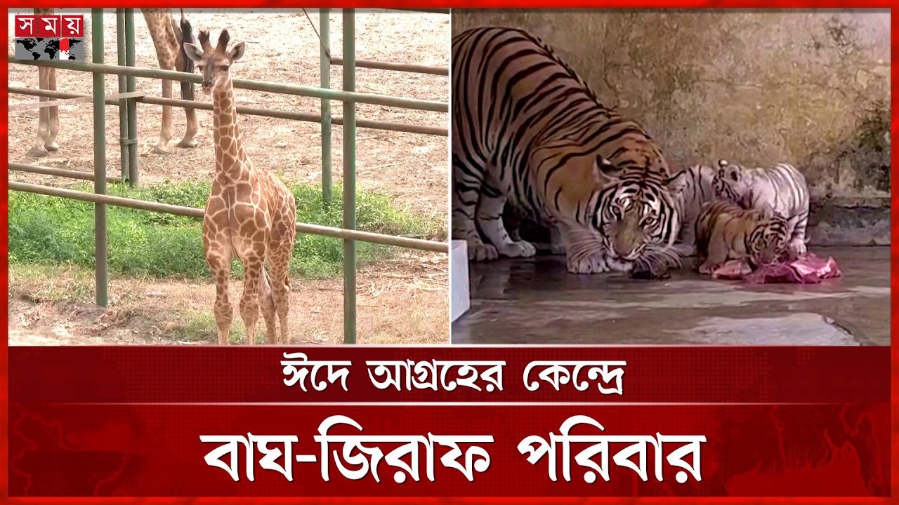 বাঘ দম্পতির ঘরে ৪ নতুন অতিথি, ৩টিই সাদা | Bangladesh National Zoo | Eid ul Fitr | Somoy TV