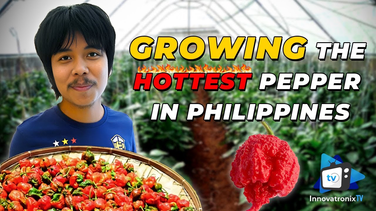 Перец сорта &laquo;Carolina Reaper&raquo;: выращивание самого острого перца на Филиппинах (сельское хозяйство...