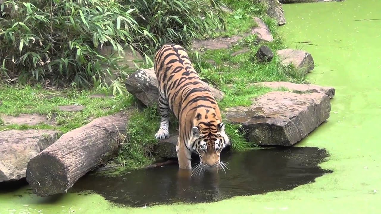 Amur-Tiger 