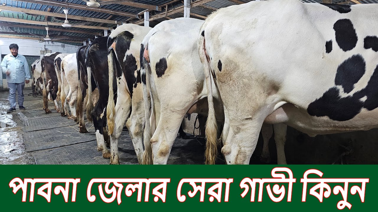 পাবনা জেলার সেরা গাভী কিনুন । imo/WhatsApp 01327-905499[১৬০৪]