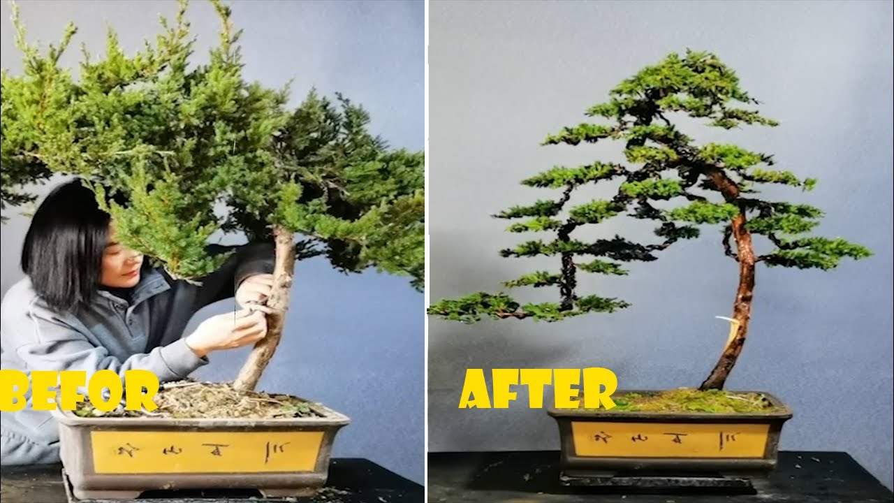 How to bend a bonsai - great bonsai bending skills #199