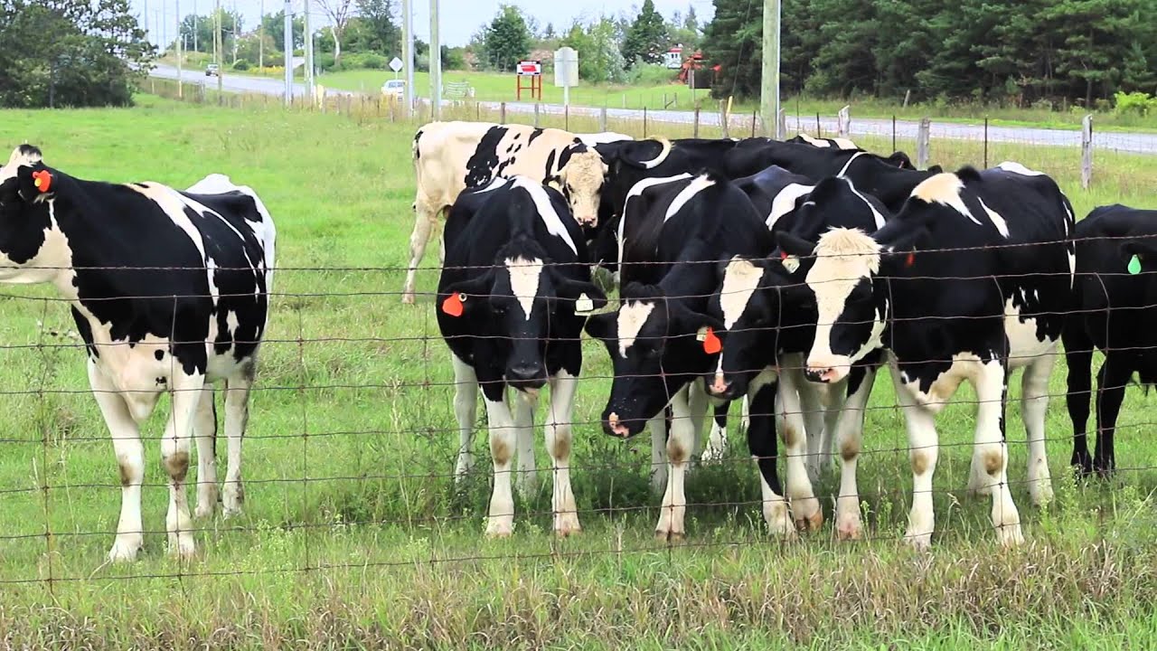 牛 Cows & Cow black & white Holstein and all black cow came to say Hi.