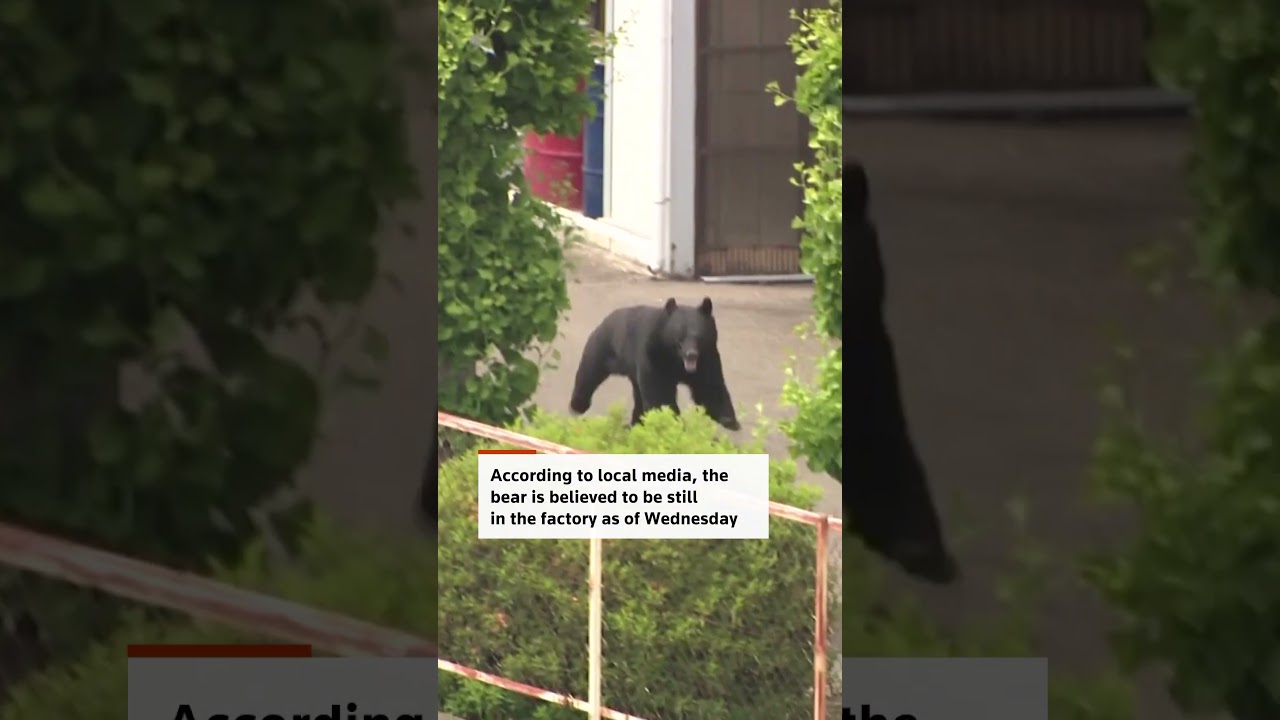Bear attack in Japan's Fukushima injures at least four