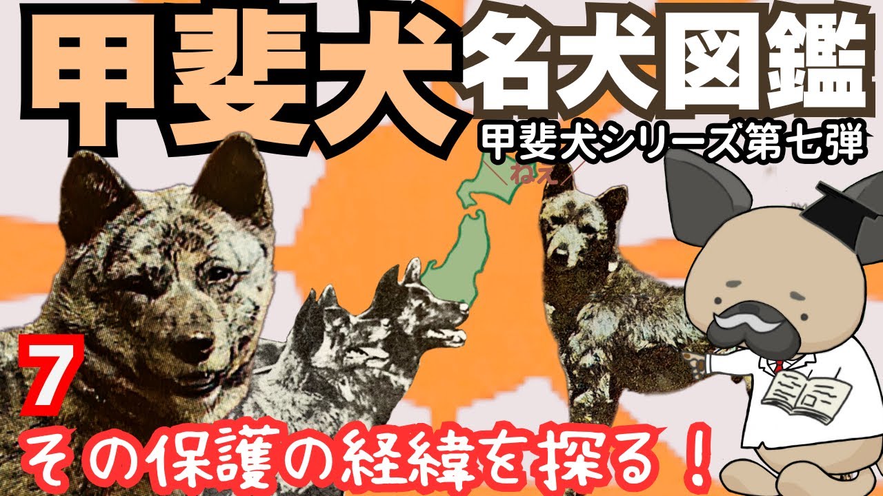 甲斐犬7〜甲斐狼犬の記述を探る〜初期名犬図鑑