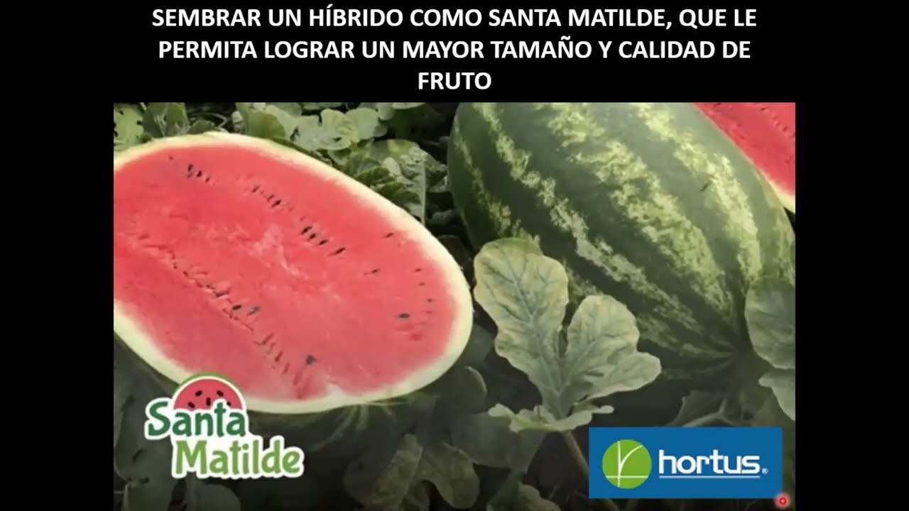 Aumenta de manera eficaz tus ganancias en el cultivo de Sandía