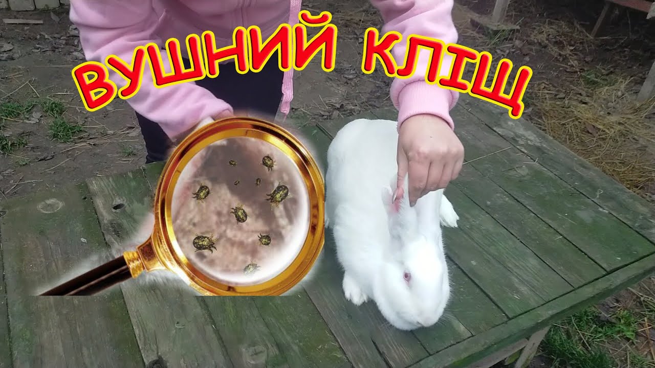 ВУШНИЙ КЛІЩ У КРОЛИКА (ПСОРОПТОЗ) СИМПТОМИ ТА ЛІКУВАННЯ